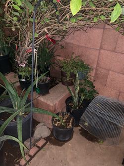 Moss Rose Flower Floral Leaf Aloe Vera Snake Alcatraz Plants