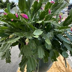 Christmas Cactus 8” Hanging 