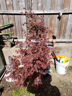 Japanese maple
