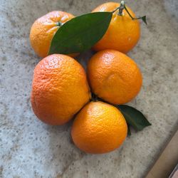Fresh Pick Tangerine From A Tree Organic Grow $10 For 20 Pieces. You Choose We Pick The Fruit From The Tree At Site.
