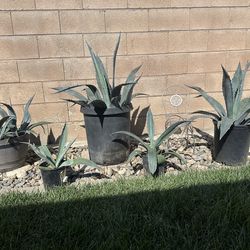 Agave