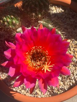 • Cactus • Trichocereus Grandiflora Hybrids