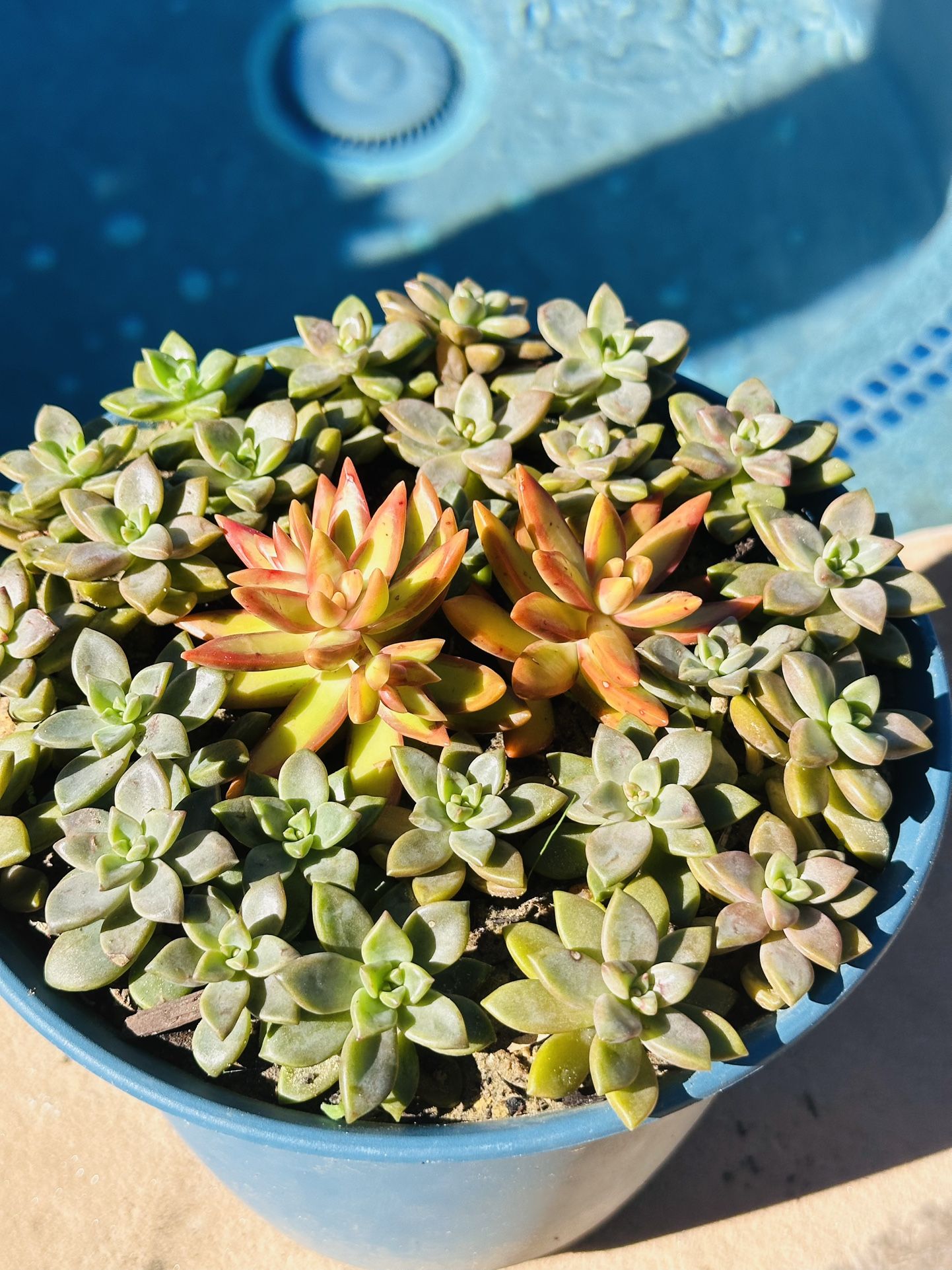 2 Colors Mix Succulents