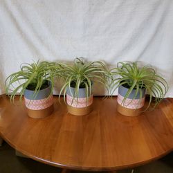 TRIPLE SUCCULENTS (FAUX)