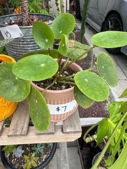 Small Chinese money plant