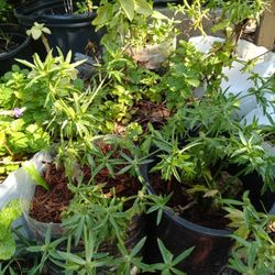 Thai Basil, Culantro, Peppermint, Rosemary Herbs Plants