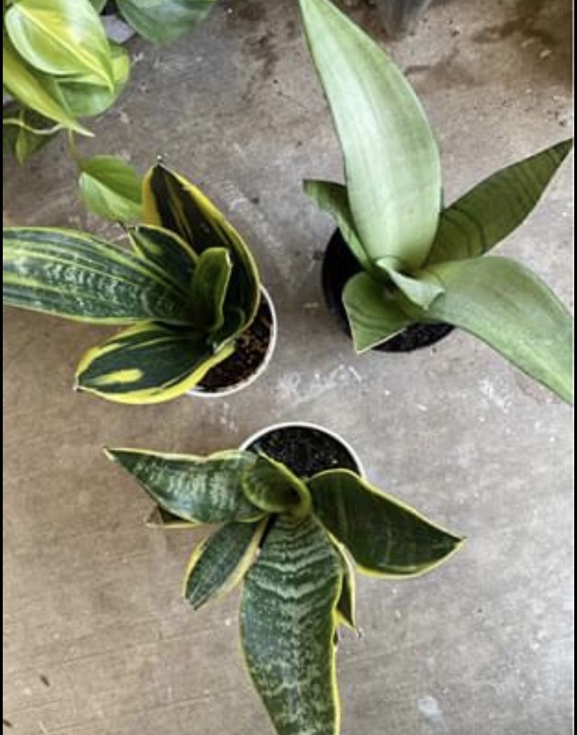 Snake plant 🌱, 4 inches pot , 10 inches tall ,$6 Each