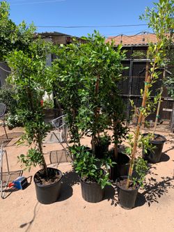 Ficus