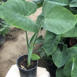 Planta Oreja De Elefante
