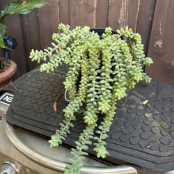 Donkey Tail Gallon Pot Cactus