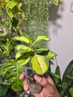 Hoya Pachyclada Inner Variegated
