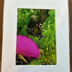 Hot Pink butterfly escape 