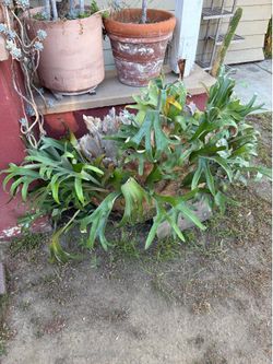 Stag Horn Fern
