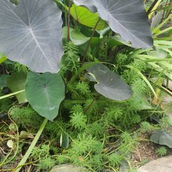 Water Plants. Plantas De Agua. 