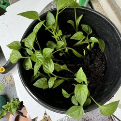 Bell Pepper  plants🌱 