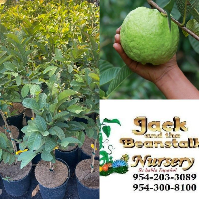 Vietnamese Kilo Guava Grafted Trees 3gal Arboles De Guayaba Kilo Vietnamese 3gal