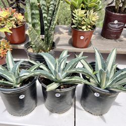 Agave Plants In 1 Gallon Pots 