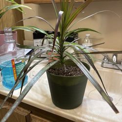 Palm plants of different kinds