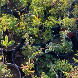 Plants 