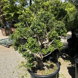 Japanese boxwood topiary bonsai 