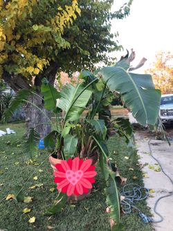 Banana Tree