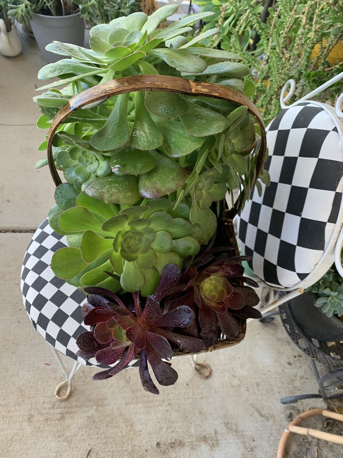 Basket With Succulents 