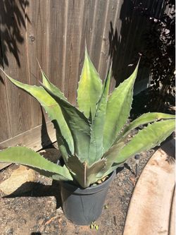 Maguey plant