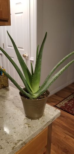 Aloe vera