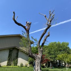 GOOD PRICES ON TREE 🌲