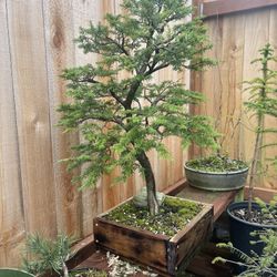 Bonsai Mountain Hemlock