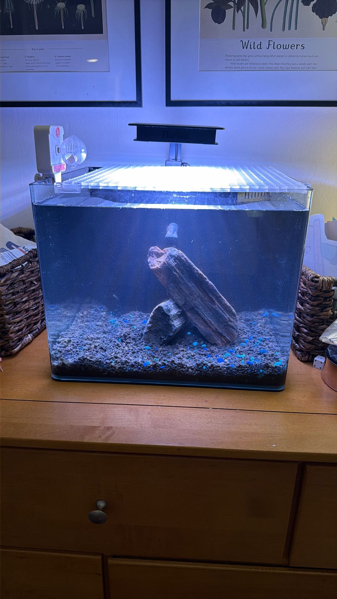 8 gallon Fish Tank with Heater Pump Betta auto Feeder and Bluetooth Full Spectrum LED light FluvalSmart