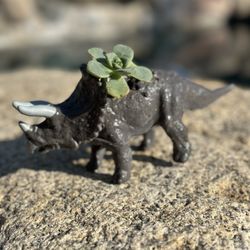 Dinosaur Succulent 