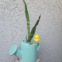 Sansevieria Zeylanica Snake Plant/ Planta Lengua De Suegra Zeylanica 