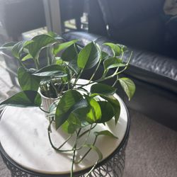 Pothos For Sale