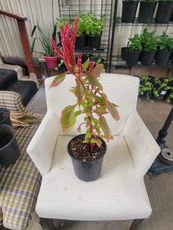 Plumed cockscomb celosia plants
