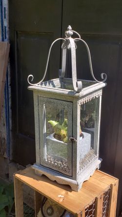 Gorgeous Full Size Lantern With Large Sarracenia Purpurea Montana And Spanish Moss Terrarium Pot!