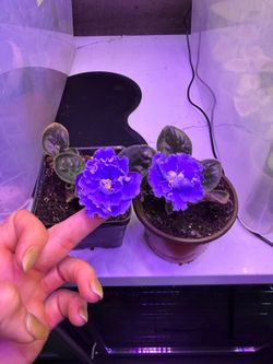 Blue African Violet in pot large bloom very pretty