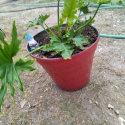 Split Leaf Philodendron