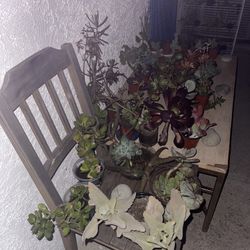 ‼️🌵🪻Moving-out PLANTS SALE‼️🌱🪴