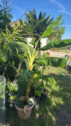 7’ Tall Banana