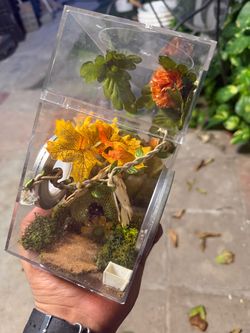 Spider Enclosure