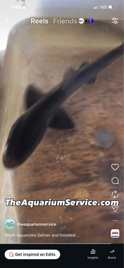Aquarium decoration