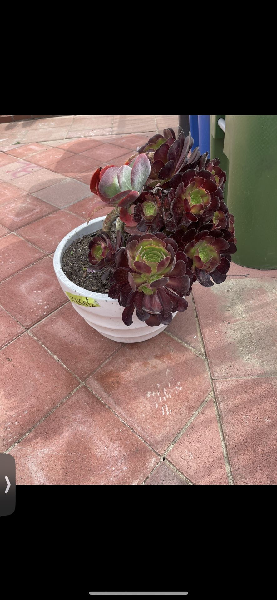 Excellent Condition, Succulent Plants And Pots