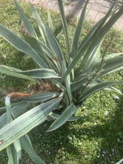 Variegated Snake Plants