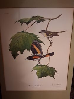 Ray Harm American Redstart Bird Print