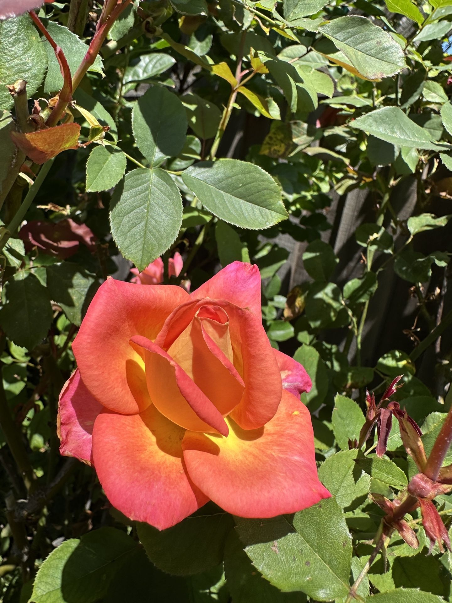 Pink Rose Plants