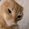 Katt