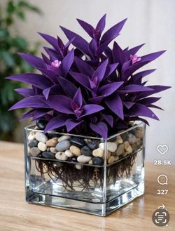 Purple Heart plant