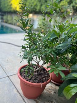 Organic pomegranate fruit tree in a 15g container