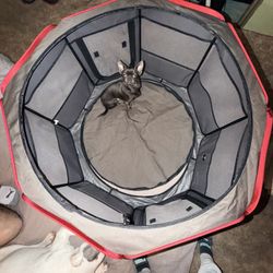 Dog Play Pen
